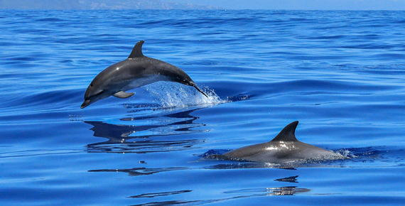 Come join the crew of Blue on an excursion to the Channel Islands and see whales, dolphins, seals and sea lions in their natural habitats in the open waters of the Pacific Ocean.